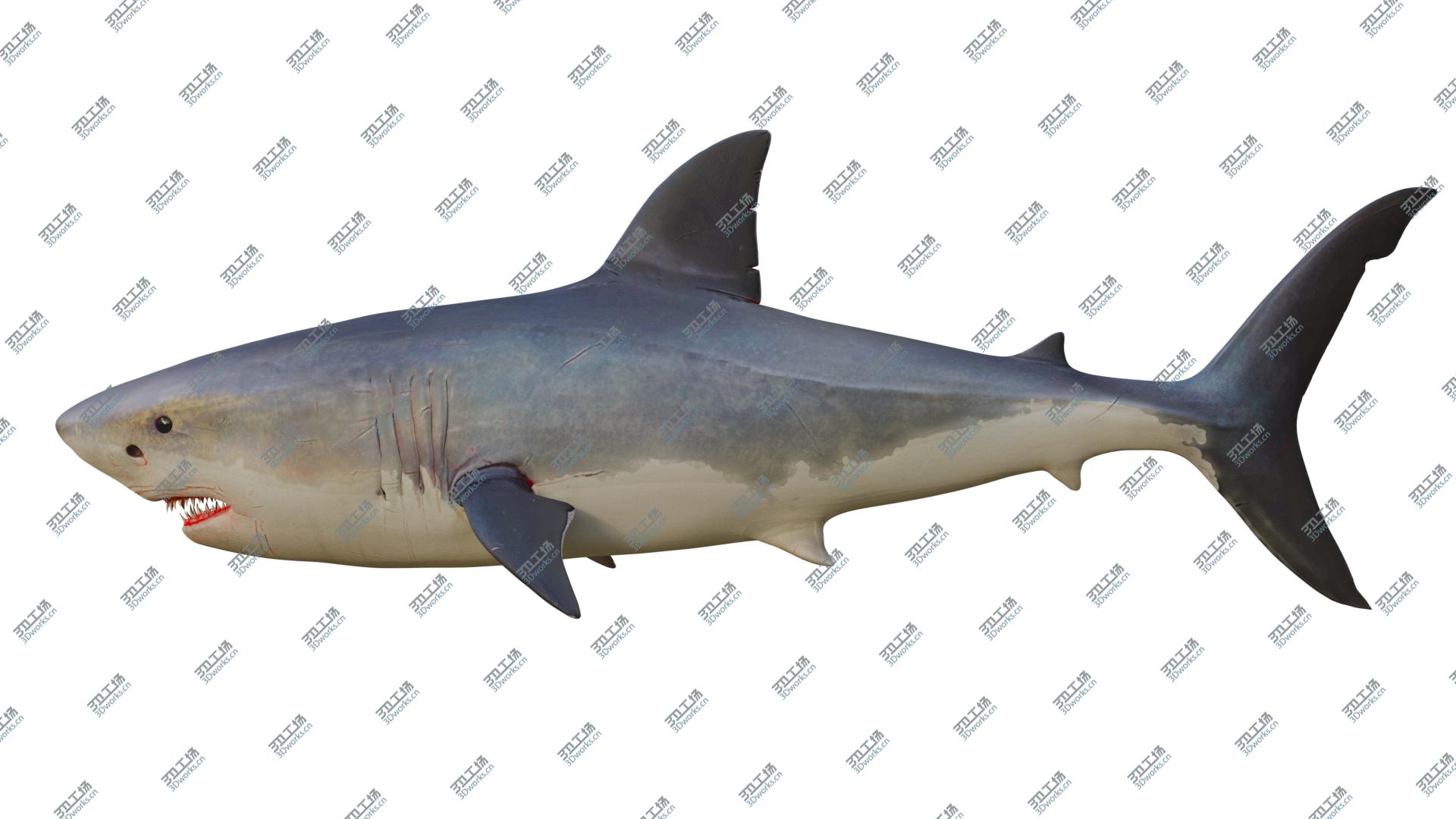 images/goods_img/20210313/3D The Great White Shark model/1.jpg